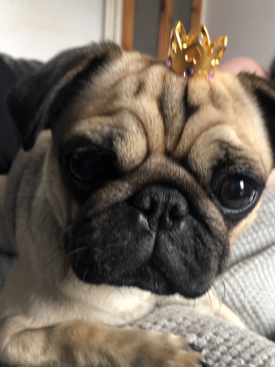 pugpugnancy's tweet photo. Queen Nancy here bring food #PugQueen #PugLufe https://t.co/o9I2RKmahk