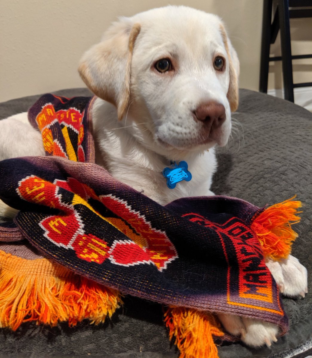 adambwesley's tweet photo. Gromit is ready for his first United game to start. #MANvCHE  #MyPLMorning https://t.co/WTdIbkDaRM