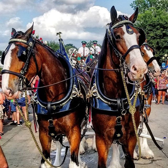DeckerMfgCo's tweet photo. The Budweiser Clydesdales at the Iowa State Fair! 🐴🍻
.
.
.
#clydesdale #clydesdales #budweiserclydesdales #budweiser #iowastatefair #horsebrushes #horsetack #horseshopping #horsediy #horsegrooming #horseowner #horsebrush #horseworld #horsecare #horse… https://t.co/VHOa60RHFX https://t.co/R535pgx8A6
