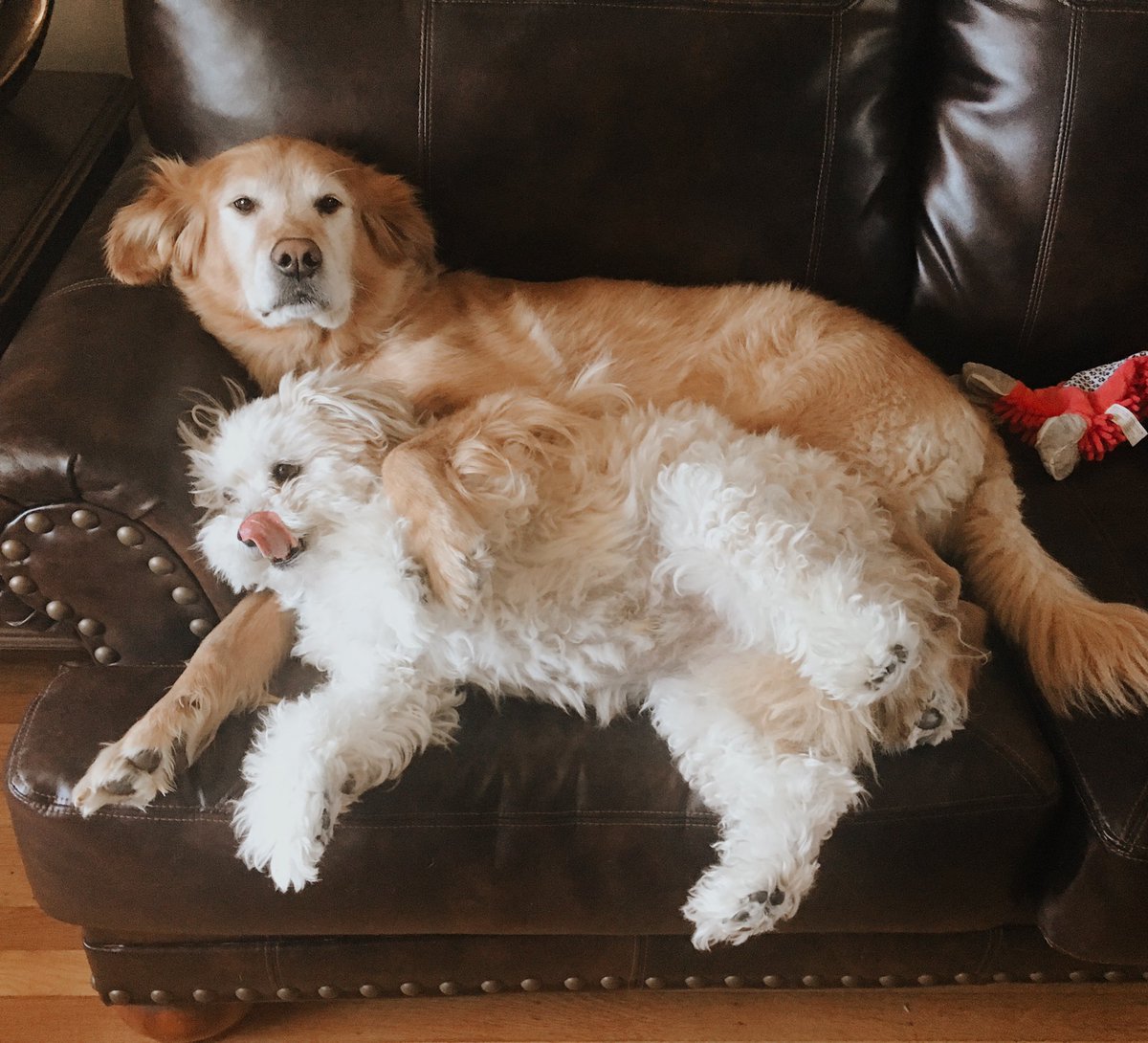 emkilay's tweet photo. Please enjoy my puppies spooning even though they have the whole couch to use https://t.co/6igS85mANE