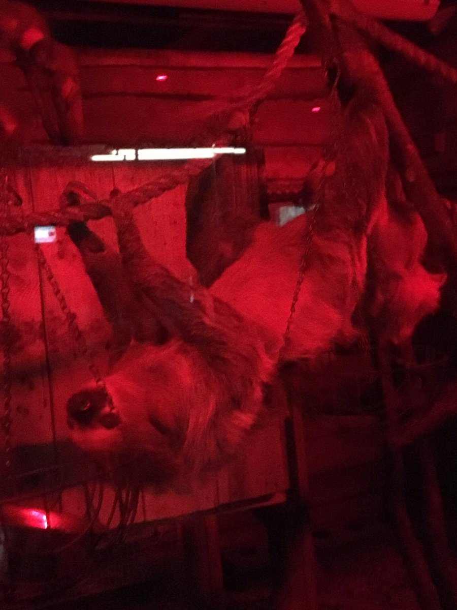 kirstynash32's tweet image. Slothes! #cute #couldwatchthemallday #3ofthem