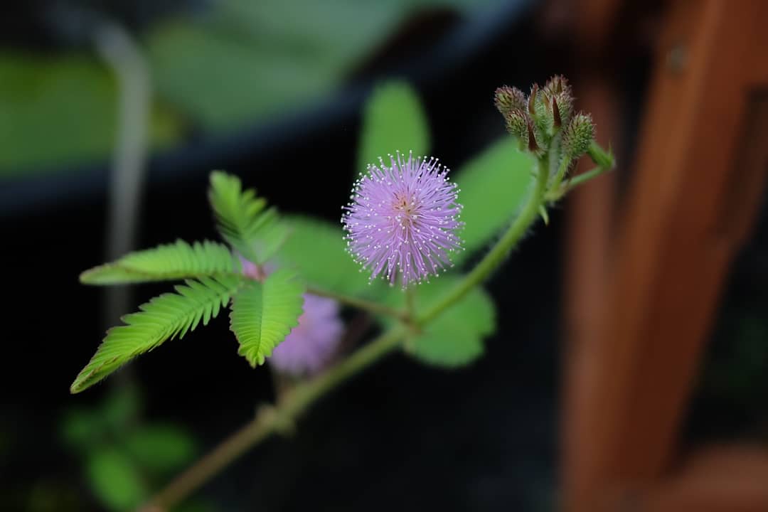 スケーター ２年目の開花 越冬したそれは 上部の茎は枯れ 根元5cm程が幹となり 新たな枝を伸ばした 結局 恐くて植え替えをしていない 9 Aug 19 撮影 Mimosa Mimosapudica オジギソウ