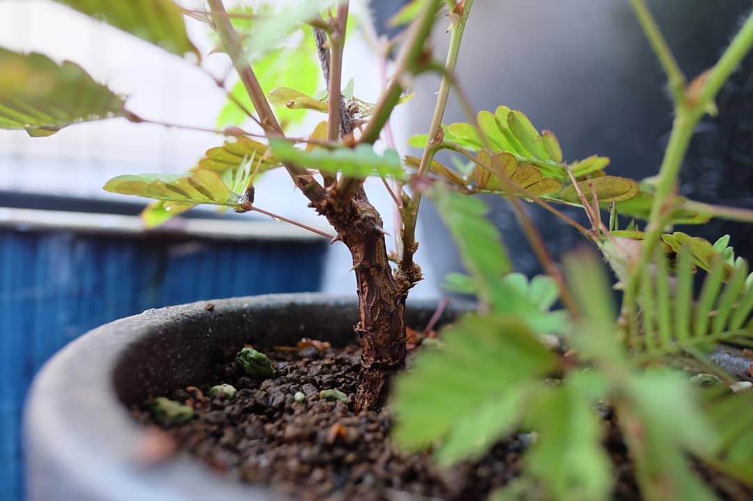 スケーター ２年目の開花 越冬したそれは 上部の茎は枯れ 根元5cm程が幹となり 新たな枝を伸ばした 結局 恐くて植え替えをしていない 9 Aug 19 撮影 Mimosa Mimosapudica オジギソウ