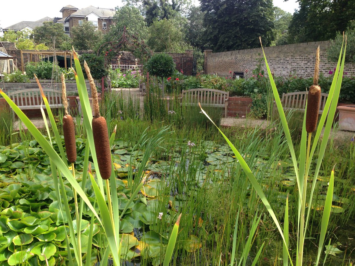 wazzo_m's tweet photo. The pond in Dwarf Orchard, Greenwich Park, is full of interesting things at the moment @theroyalparks #Greenwich #DwarfOrchard https://t.co/LJCVvcZ6ep
