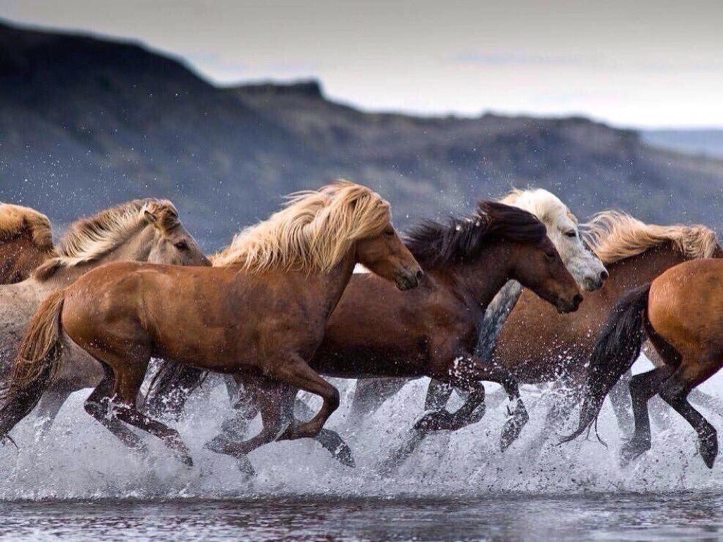 PardueSuzanne's tweet photo. What we find in a soulmate is
not something wild to tame,
but something wild to run
with...

- Robert Brault https://t.co/aSC5wyzlil