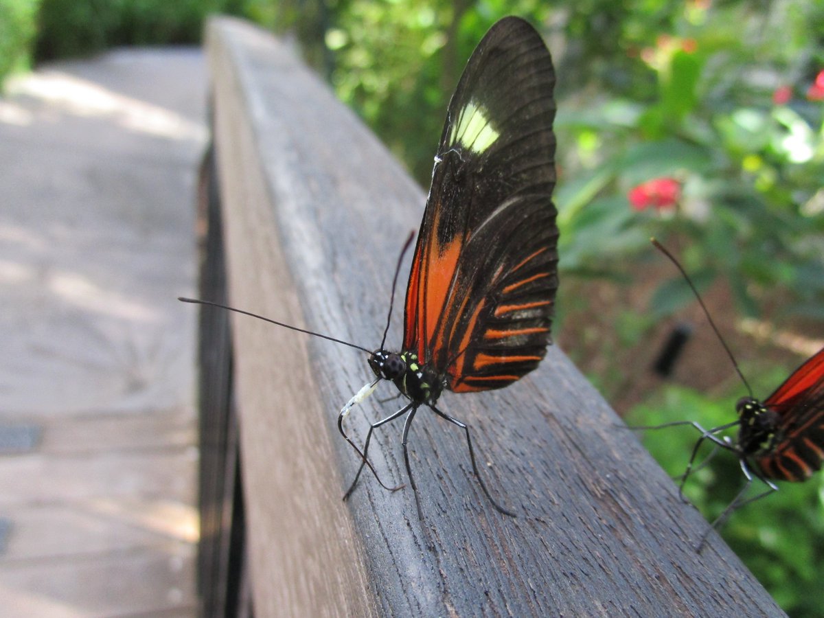 martin_feather's tweet photo. Heliconius melpomone varieties, from Ecuador, with full loads of pollen but seeking something else from the handrail of the bridge in Wings of the Tropics @fairchildgarden https://t.co/DRENBgeB1F