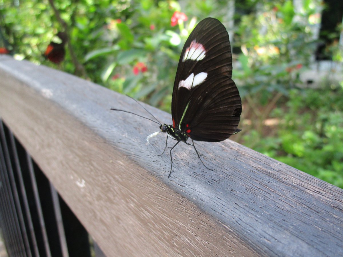 martin_feather's tweet photo. Heliconius melpomone varieties, from Ecuador, with full loads of pollen but seeking something else from the handrail of the bridge in Wings of the Tropics @fairchildgarden https://t.co/DRENBgeB1F