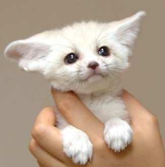 珍しい動物達 フェネック 大きな耳を持つキツネの一種 嬉しい時には尻尾を振ったり 甘える時はお腹を見せたりするそうです 体長36 41cmしかなくイヌ科の中で最も小さい 世界一可愛い動物 に選ばれたこともあります T Co 珍しい動物達 フェネック 大きな耳を持つキツネの一種 嬉しい時には尻尾を振ったり 甘える時はお腹を見せたりするそうです 体長36 41cmしかなくイヌ科の中で最も小さい 世界一可愛い動物 に選ばれたこともあります T Co