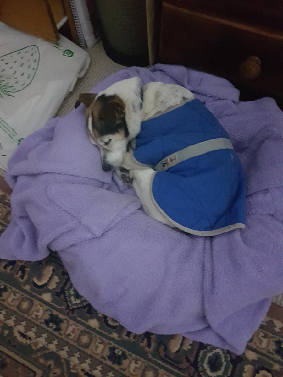 gemmithree's tweet image. my non shite decision xx