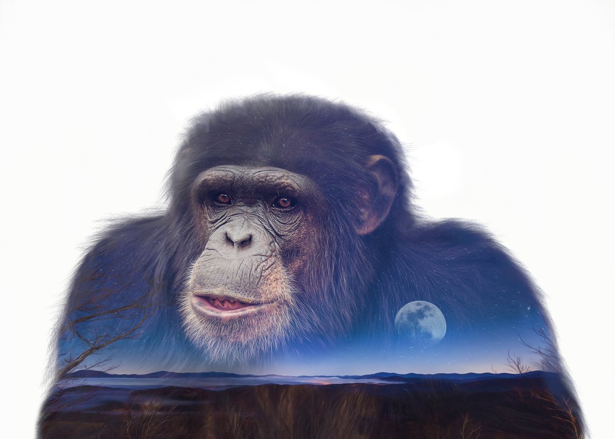 projectchimps's tweet photo. Happy Birthday Ray! He turns 11 today after almost a year and half in sanctuary. We love this artistic dual image of #RayChimp and the moonrise over the Blue Ridge Mountains, created by Crystal Alba. It's available in our 4-image, 12-card note card set: https://t.co/ZdbYO3SJ92 https://t.co/s98ZWl9iqp