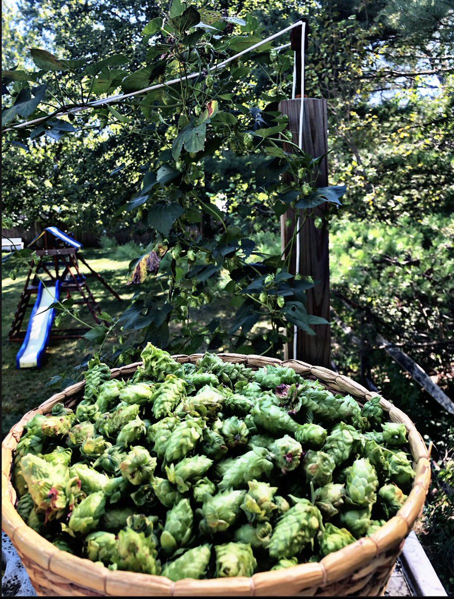 tommyk1029's tweet photo. Crafting our best life at White Pine Hop Farms! #jerseyfresh #hops #humuluslupulus #cascade #homebrew #homebrewing #homegrown #backyardhops #twphops https://t.co/aPKxm6uHJF