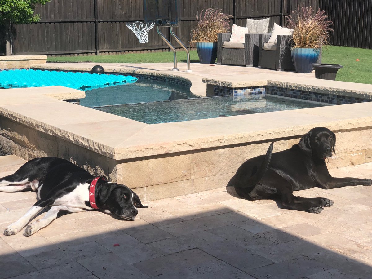 TheMikeWilbanks's tweet image. These 2 living the good life. Well, at least until the temp hits 3 figures. #LabsLounging #SundaysAreForLounging #FloatCity