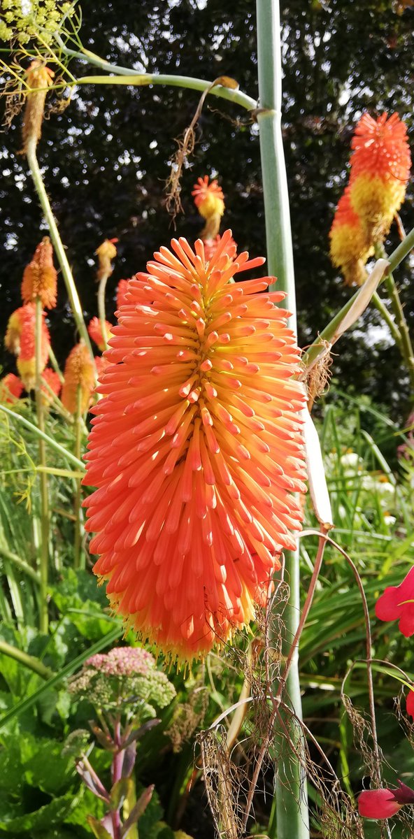 jjmorval's tweet photo. Red Hot in Bishop's Palace Gardens today... 😍
@chi_soc @LoveWhereULive2 @ChiTourGuides @Chiobserver https://t.co/kbMi8u7foH