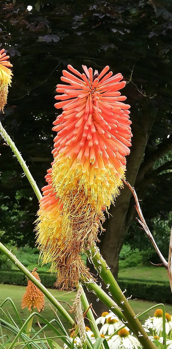 jjmorval's tweet photo. Red Hot in Bishop's Palace Gardens today... 😍
@chi_soc @LoveWhereULive2 @ChiTourGuides @Chiobserver https://t.co/kbMi8u7foH