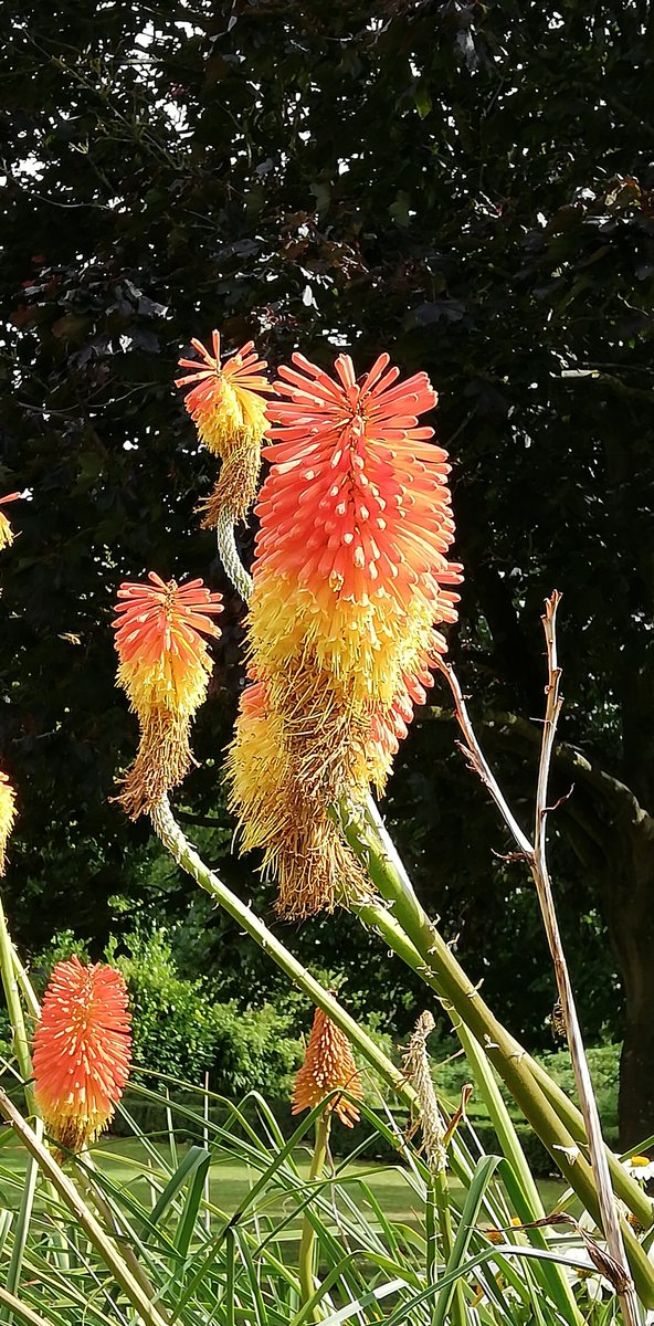 jjmorval's tweet photo. Red Hot in Bishop's Palace Gardens today... 😍
@chi_soc @LoveWhereULive2 @ChiTourGuides @Chiobserver https://t.co/kbMi8u7foH
