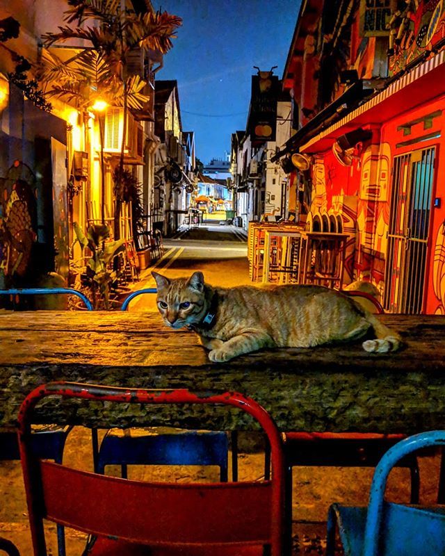 ShoumitroRoy's tweet photo. In ancient times cats were worshipped as gods. They have not forgotten this.

Took this picture around 4 AM after all bars and cafes had closed down in the lovely and lively Haji Lane, Singapore. My partners in crime were @amitmathai @mino_chachacha and … https://t.co/9CRalRO4bL https://t.co/VI7luUGbtX