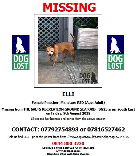 DogLostUK's tweet photo. #LOST #DOG ELLI
Female #Pinscher miniature Red Adult
#Missing from Salts Recreation Ground #Seaford #BN25
Friday 9th August 2019
Elli slipped her harness & bolted from the above location
#LostDog #ScanMe @SAMPAuk_ @VetsGetScanning
https://t.co/OGY2v6fXLr https://t.co/rTj3uZUyxb