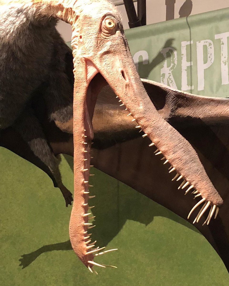 MorrillHallUNL's tweet image. Here's a great close-up at the Bizarre Beasts exhibit! Thanks for sharing, "The Outsider."
