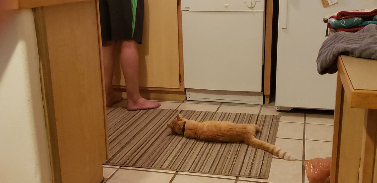 Ludo_Klack's tweet photo. Mr. Ryder Wiser.
LEADER OF THE NACMF
National Association of Cats for More Food
Silently protesting today...
Didnt care for Paparazzi being there...
Turned into a Meowing Mess....
#Cats #NACFM #DontBelieveTheHumansLies https://t.co/fdKXXpKasx
