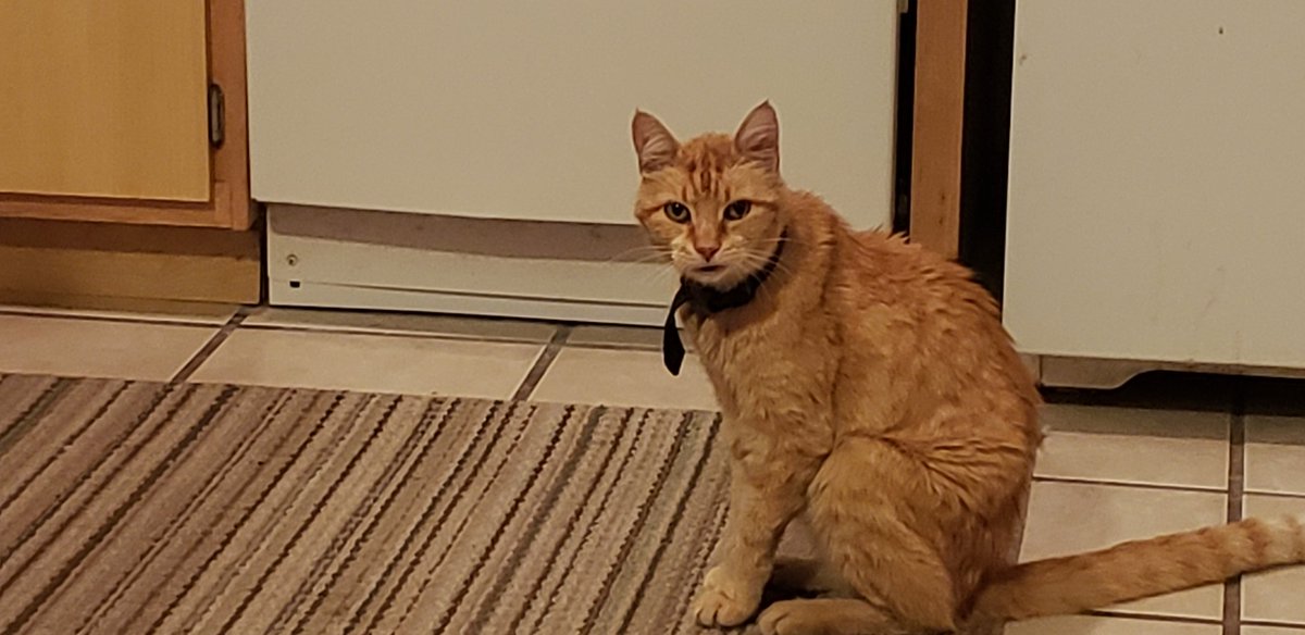 Ludo_Klack's tweet photo. Mr. Ryder Wiser.
LEADER OF THE NACMF
National Association of Cats for More Food
Silently protesting today...
Didnt care for Paparazzi being there...
Turned into a Meowing Mess....
#Cats #NACFM #DontBelieveTheHumansLies https://t.co/fdKXXpKasx