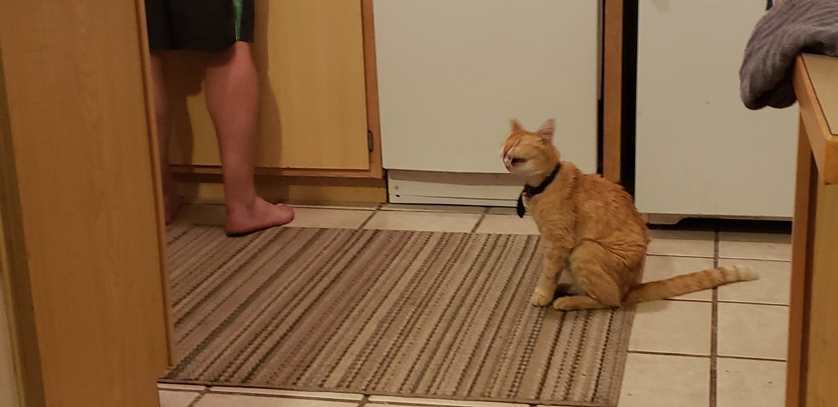 Ludo_Klack's tweet photo. Mr. Ryder Wiser.
LEADER OF THE NACMF
National Association of Cats for More Food
Silently protesting today...
Didnt care for Paparazzi being there...
Turned into a Meowing Mess....
#Cats #NACFM #DontBelieveTheHumansLies https://t.co/fdKXXpKasx