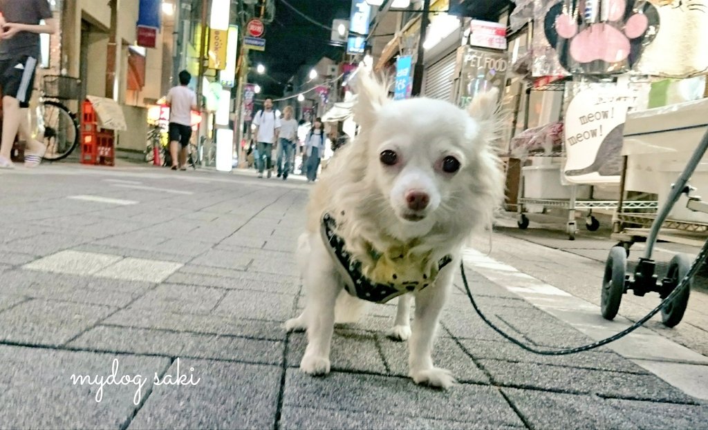 75japan_neko's tweet photo. mydog💫 https://t.co/IpXGeyZALN