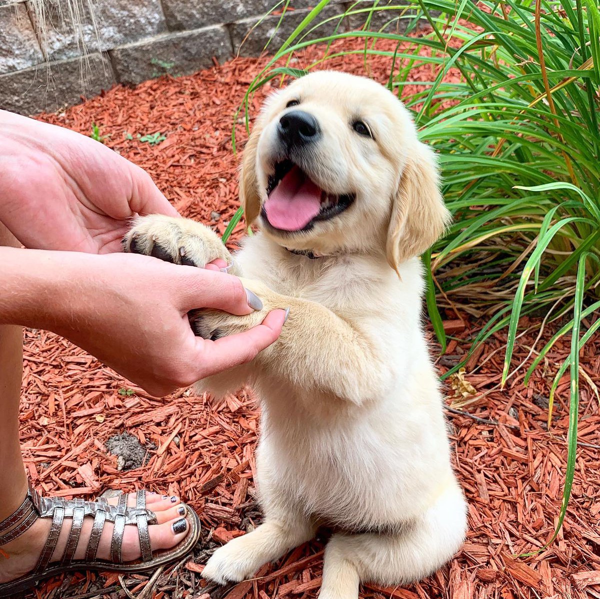 thischickkylee_'s tweet photo. Can’t believe she is actually ours 😭😭😭 everyone meet our new baby, Kimber 😍😍 https://t.co/bjH6u63iwN