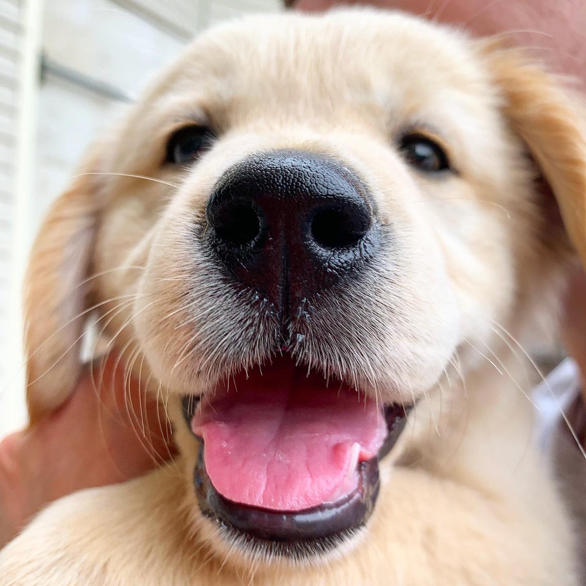 thischickkylee_'s tweet photo. Can’t believe she is actually ours 😭😭😭 everyone meet our new baby, Kimber 😍😍 https://t.co/bjH6u63iwN