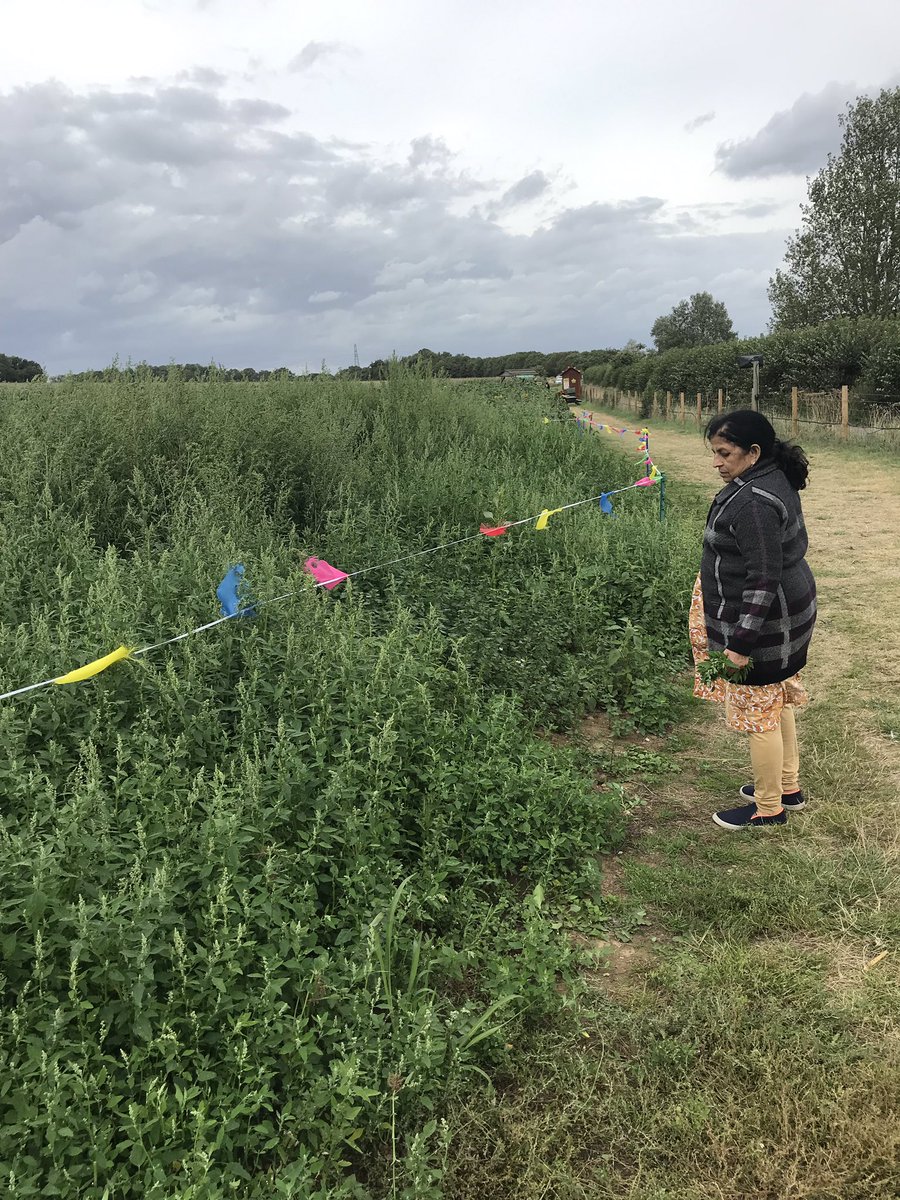 dr_pratimasingh's tweet photo. Thankyou @Willows_Farm for an amazing day and for trusting me not poison myself with lamb’s quarters aka ‘bathua’ . Going to bring you some bathua saag next time I visit . #eatweeds #foraging #childfriendlyfarm #nospraying
https://t.co/5ibQ3jdxTq https://t.co/0pGIg8jqI6