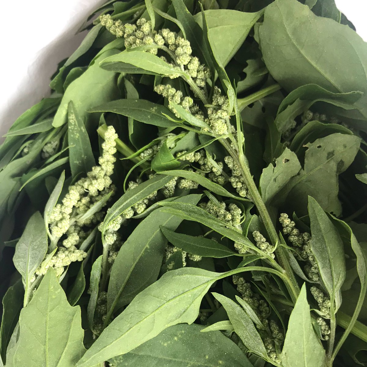 dr_pratimasingh's tweet photo. Thankyou @Willows_Farm for an amazing day and for trusting me not poison myself with lamb’s quarters aka ‘bathua’ . Going to bring you some bathua saag next time I visit . #eatweeds #foraging #childfriendlyfarm #nospraying
https://t.co/5ibQ3jdxTq https://t.co/0pGIg8jqI6