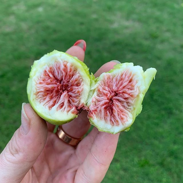 Fresh picked wild figs. 
#nofilterneeded 
#summerincroatia #freshfigs #figs #wildfigs #wildfruit #freshpicked #croatia #croatiafulloflife #fruit #holiday ift.tt/2OTs1fo