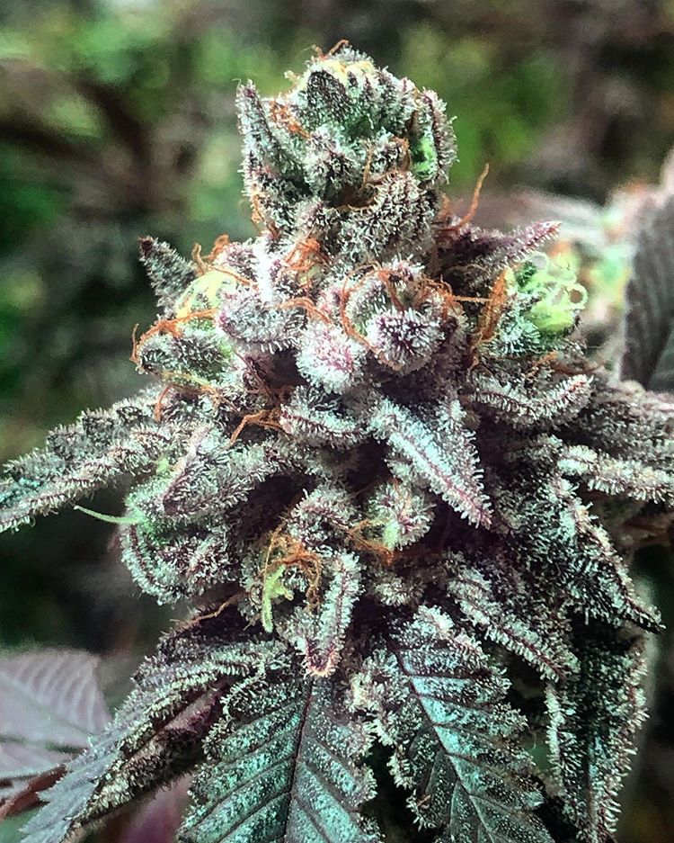 BlackDogLED's tweet photo. Can't get enough of all the gorgeous snaps that @chocolatebark30 takes of their plants.  Keep up the great work!   |   https://t.co/4tEn40zSf0
________________________________________
#blackdogled #phytomax #phytomax2 #phytogenesis #ledgrowlighting #indoorgrow #fullspectrumled https://t.co/xhxJfbzKtG