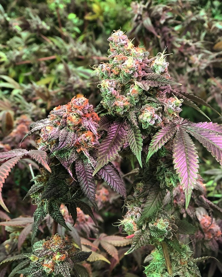BlackDogLED's tweet photo. Can't get enough of all the gorgeous snaps that @chocolatebark30 takes of their plants.  Keep up the great work!   |   https://t.co/4tEn40zSf0
________________________________________
#blackdogled #phytomax #phytomax2 #phytogenesis #ledgrowlighting #indoorgrow #fullspectrumled https://t.co/xhxJfbzKtG