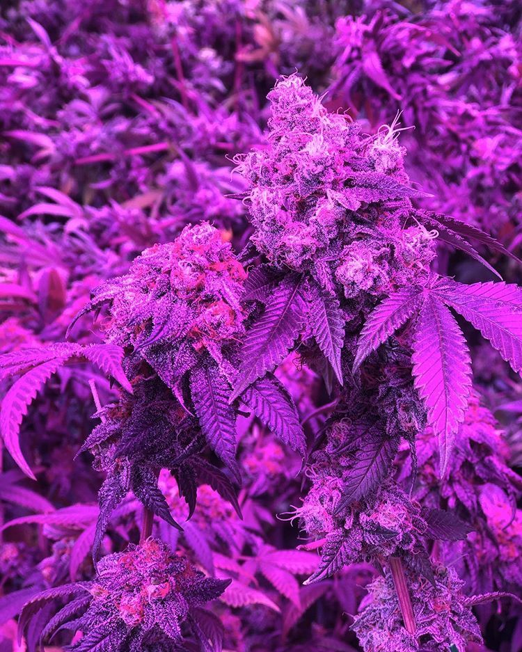 BlackDogLED's tweet photo. Can't get enough of all the gorgeous snaps that @chocolatebark30 takes of their plants.  Keep up the great work!   |   https://t.co/4tEn40zSf0
________________________________________
#blackdogled #phytomax #phytomax2 #phytogenesis #ledgrowlighting #indoorgrow #fullspectrumled https://t.co/xhxJfbzKtG