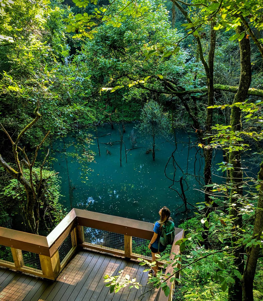 sustainableuf's tweet photo. It's time to #GlimpseIntoGainesville! The Devil's Millhopper Geological State Park recently reopened after being closed for nearly 2 years. It now has a brand new boardwalk! 🌿🍃 https://t.co/ykpHsigWbd