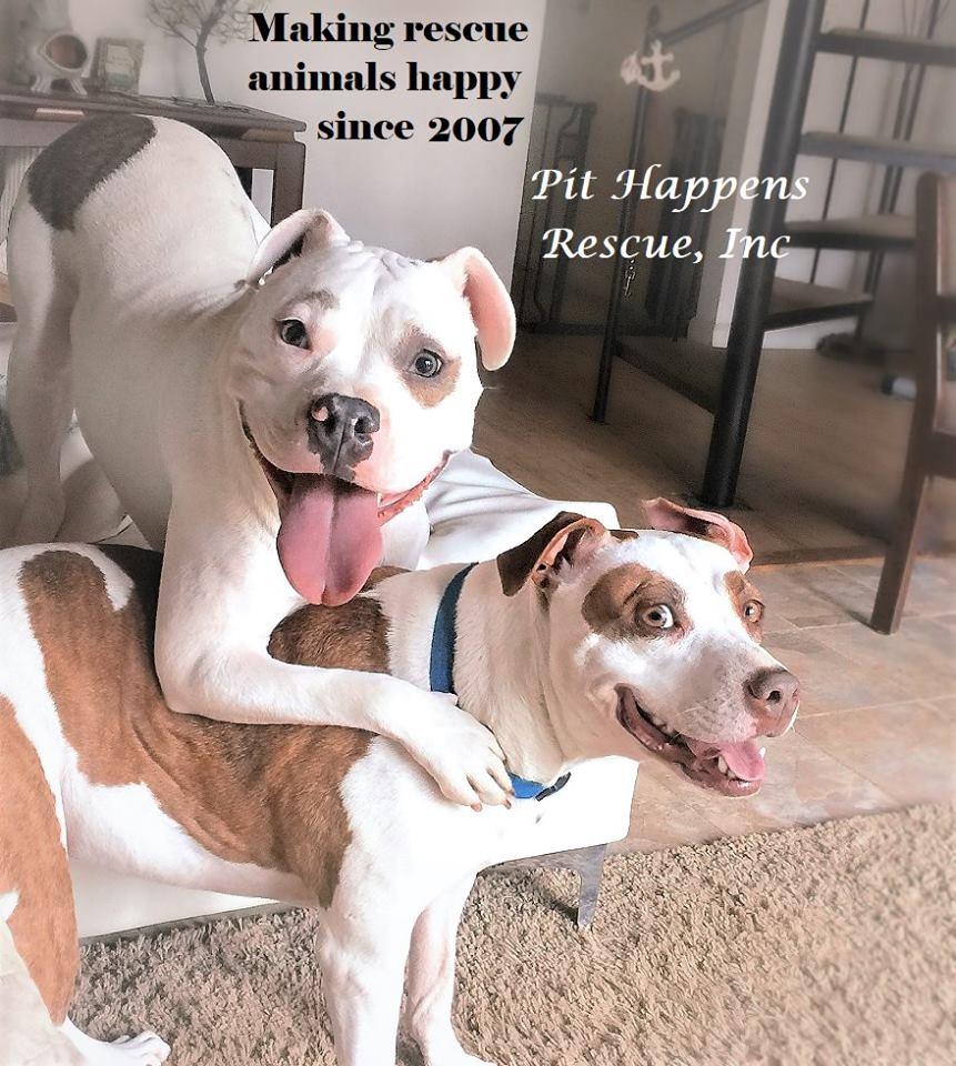 Pit Happens Rescue (@PitHappens) / Posts / X
