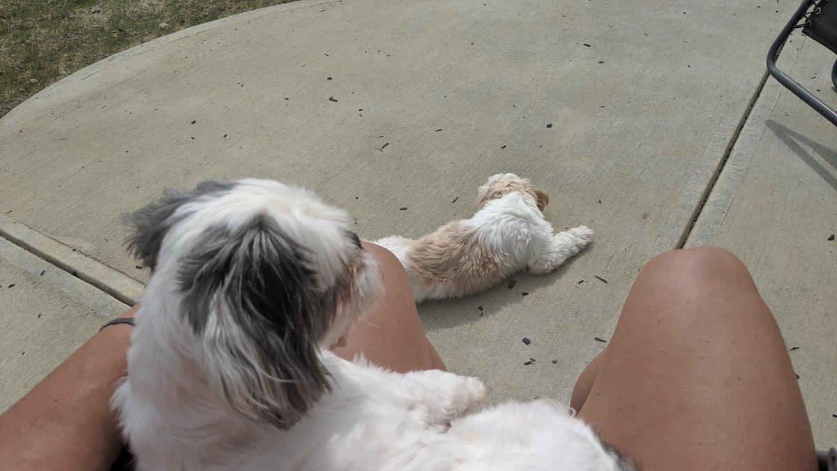 jeremy_voss's tweet photo. #DOGS #sunnin and #sudz!!!  Chillaxin!! It must be Sunday winding down time! https://t.co/jrmBs085If