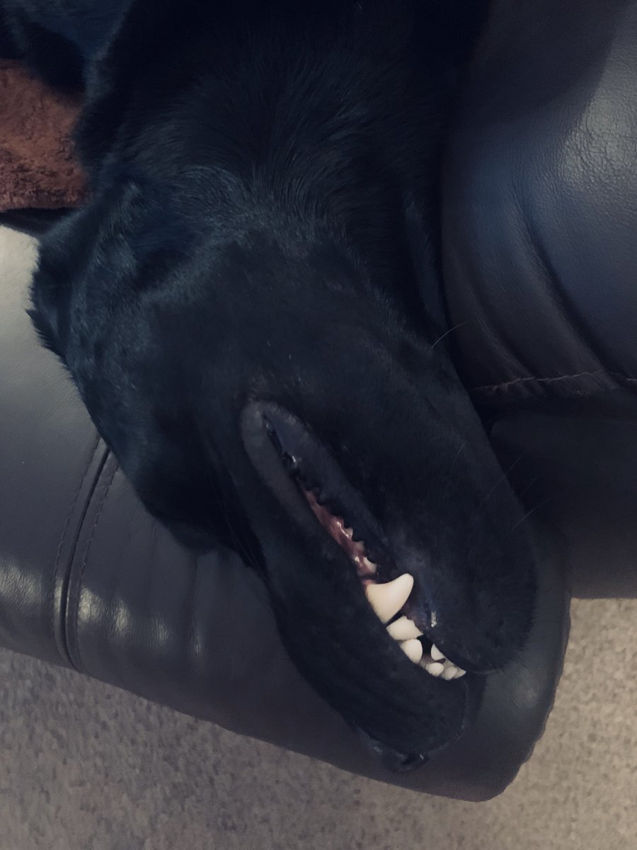 Mabel_dor's tweet photo. #fiercedog https://t.co/epGDcn12bm
