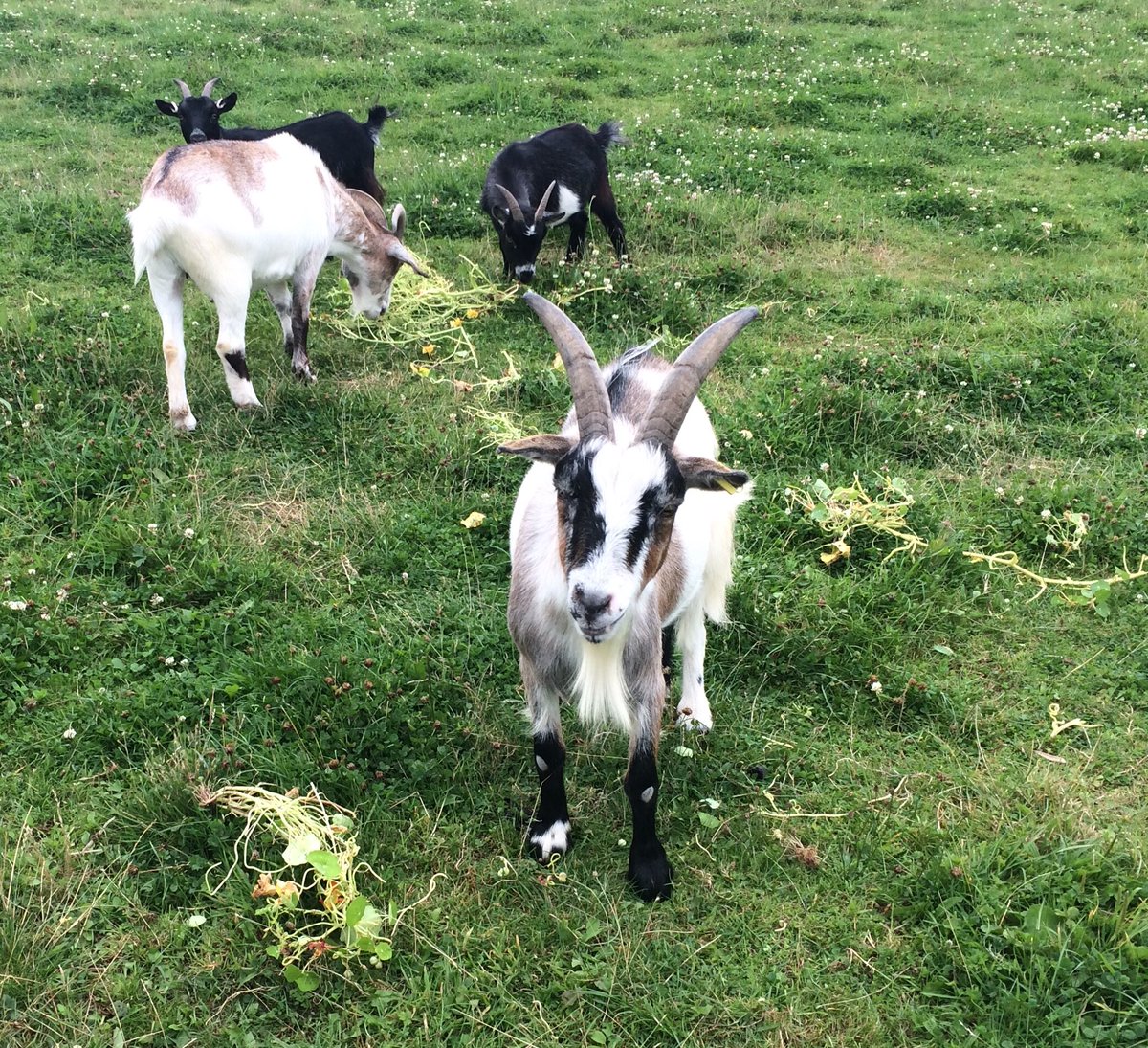 A few pics from a busy week! Harvesting potatoes, feeding the goats and our 9 baby bunnies 😊 #carefarm #socialfarming #herefordshire #opportunitiesforall avenburycarefarm.com