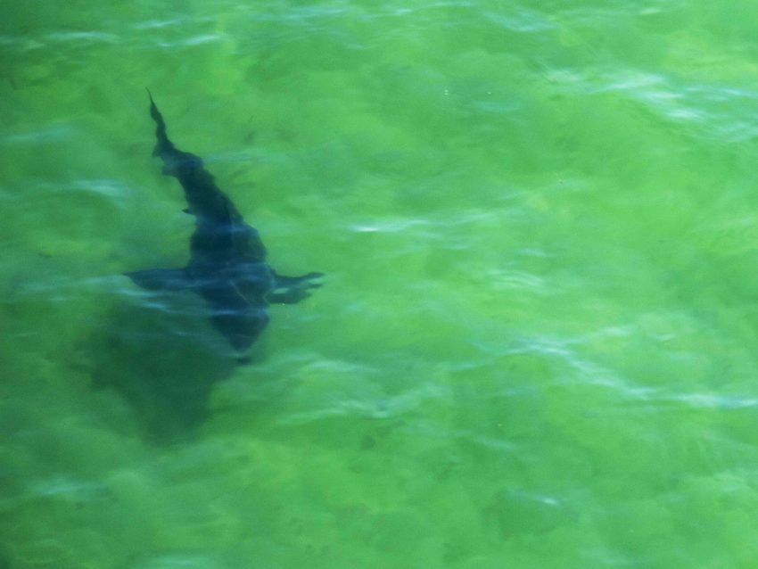 boston_informer's tweet photo. Sunday shark sightings close two Cape beaches https://t.co/f3sdouferb https://t.co/k7CucM9oOI