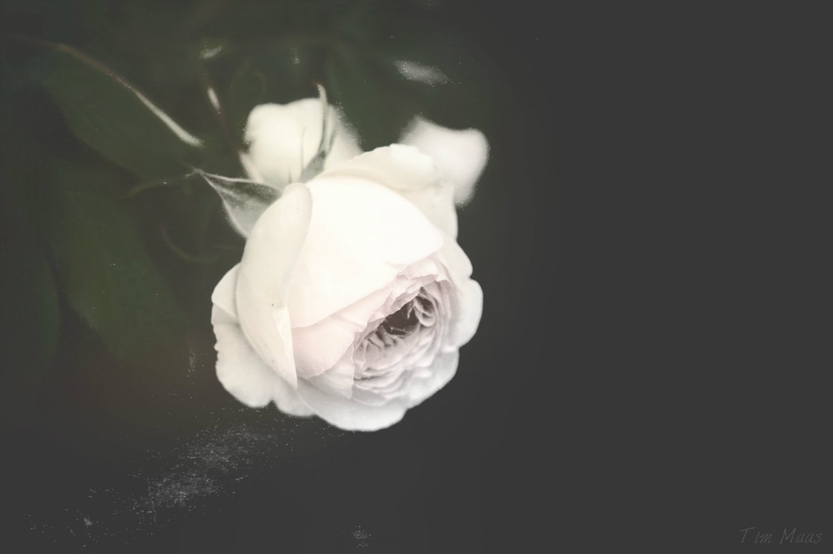 Wer könnte atmen
ohne Hoffnung,

daß auch in Zukunft
Rosen sich öffnen,

ein Liebeswort 
die Angst überlebt.

(Rose Ausländer)