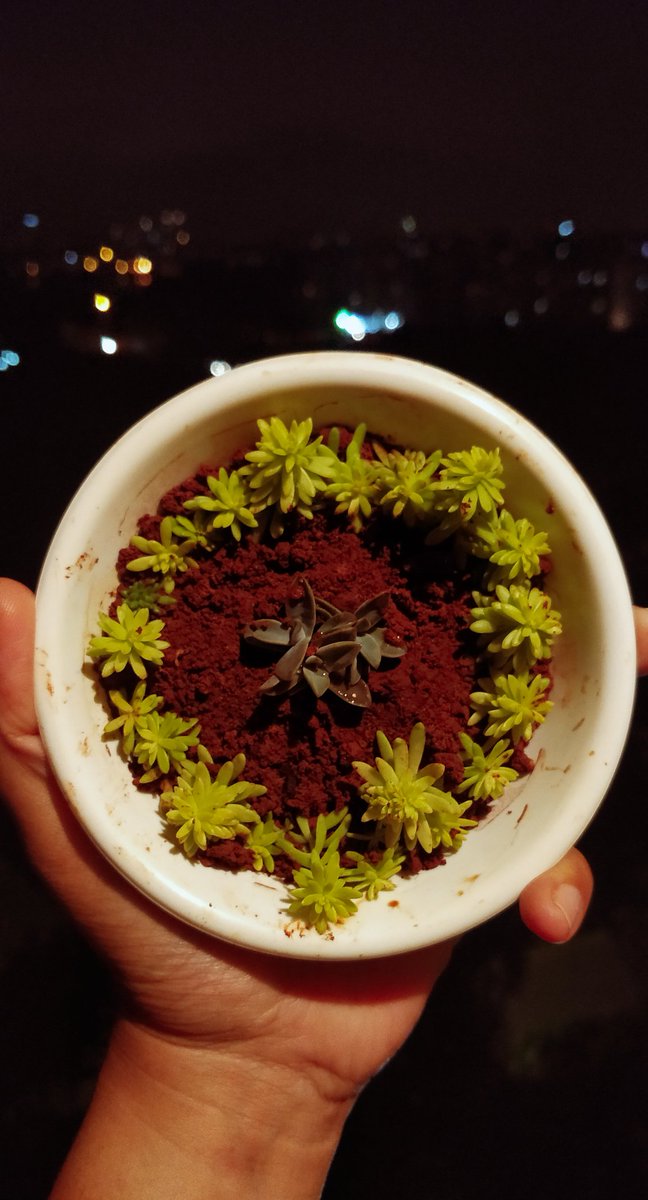 SharonsAyurveda's tweet photo. These little ones 😍

#determinedplants #succulents #sundaywithlove #gardening #littlegarden #littlespace #apartmentgarden #seethemgrow #cuteness https://t.co/gfY1TrvbuT