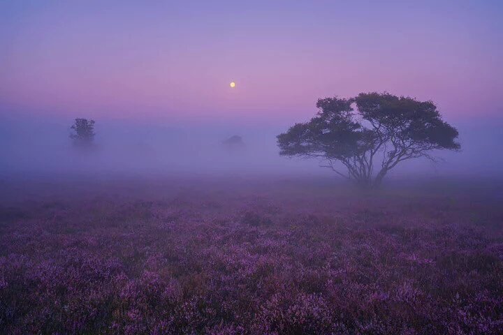 bboomerjourno's tweet photo. #Winternight is dark, mystifying. Even the stars are secluded by murky looming clouds as cold winds whistle through #canopytrees hidden in darkness. It's just a little while before the gloom of night disperse...
#naturephotography #fog https://t.co/b7M6JsWKzr