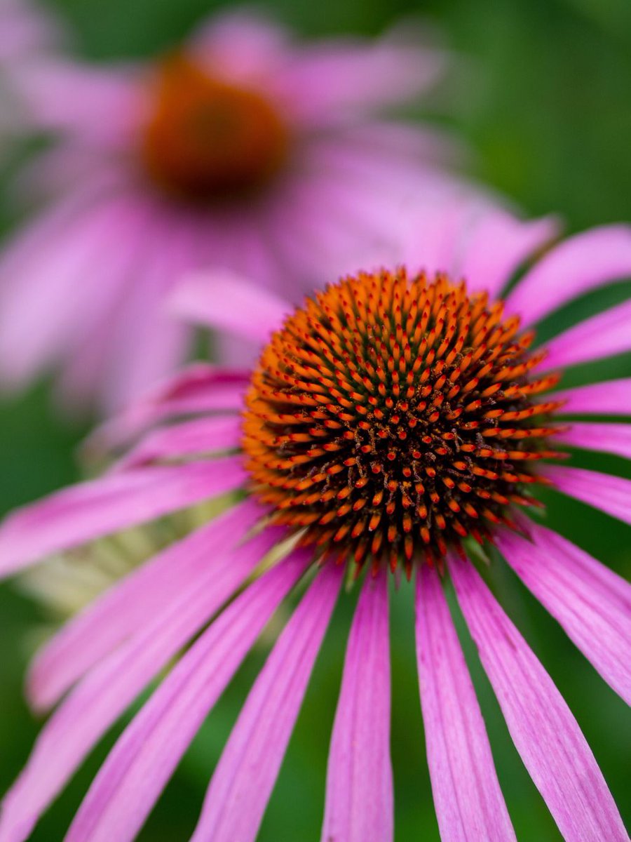 This is a variety of Echinacea (also known as coneflower) I’ve always found the cone interesting, apparently the person who named it felt the same, as Echinacea means sea urchin.