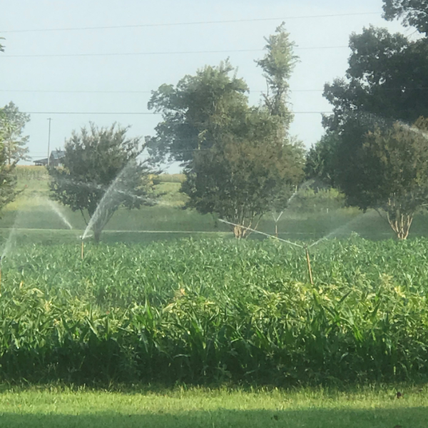 Patterson_Farm's tweet photo. Don’t get corn-fused! The corn maize is growing just in time for fall! 🌽 🍂Make plans to get lost in the maize and explore the farm during our "Fall Fun on the Farm" themed weekends starting Sept. 21! #CornMaize #FunOnTheFarm #NCAgritourism #FallFun #itsROCOthing #VisitNCFarms https://t.co/H1O3qlNDb9