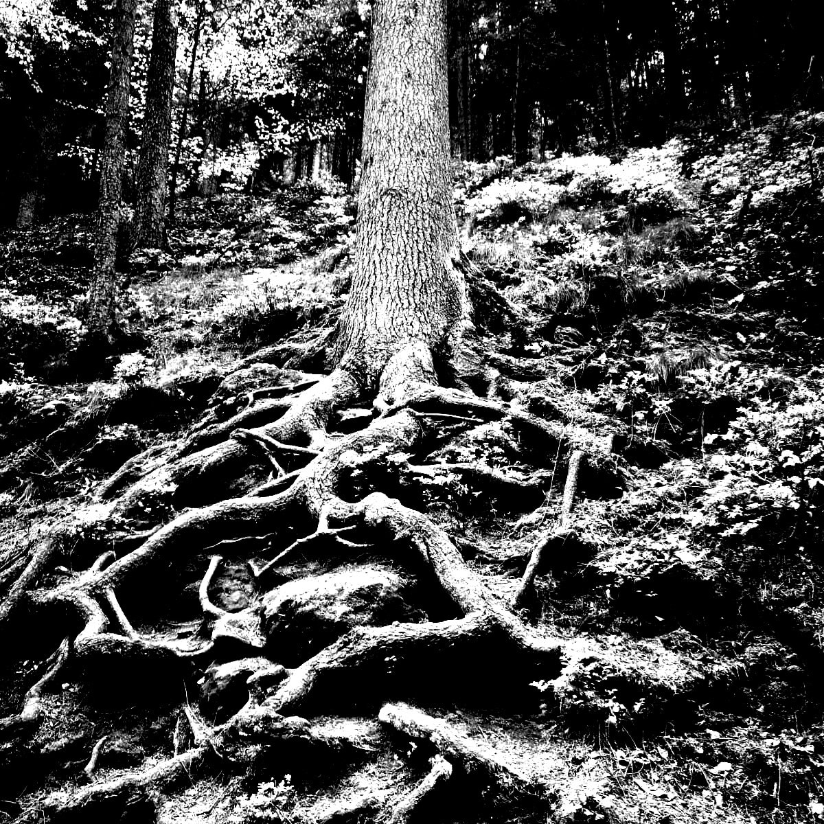 First time #hikingadventures this year and of course I took some #pictures 🖤
#darkside #dark #blackandwhite #roots #darkart #darkartworks #blackmetalart #blackmetalartwork #blackmetal #melancholy #metal #gothic #photography