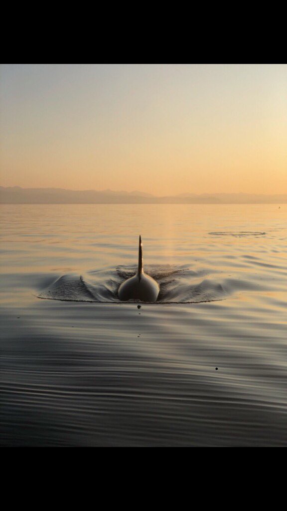 ymir's tweet photo. #savary #orca #pacificnorthwest https://t.co/AECFGHNhQb