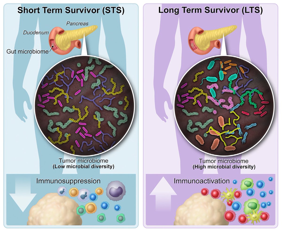 EricTopol's tweet photo. Tumor #microbiome. Let that sink in.
And then how it potentially influences the outcome of one of the deadliest forms of #cancer
https://t.co/DzICURSYZ6 @CellCellPress @CellPressNews @MDAndersonNews Florencia McAllister, Erick Riquelme @JenWargoMD @Aiims1742 @mkatzmd +all stars https://t.co/0cGghx1kaf