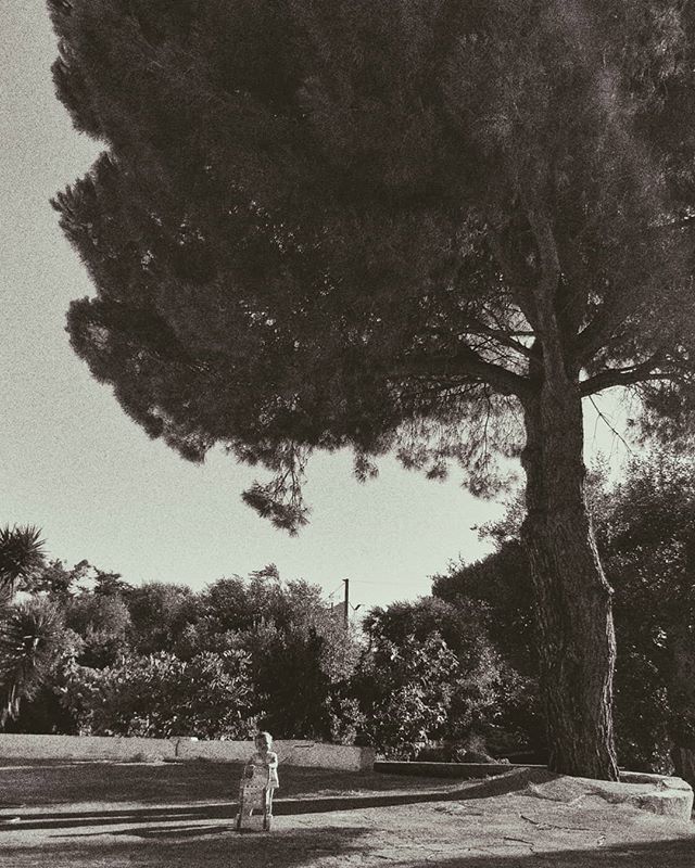 zuja1983's tweet photo. Luoghi fermi nel tempo. 
La mia estate italiana.

#pinuspinea #pinodomestico #puglia #santoronzo #ostuni #valleditria #baby #summer #summertime #italyvacation #myhollyday #apulia #hot #tree https://t.co/foggoD9JGp https://t.co/7Fd2NoSx9t