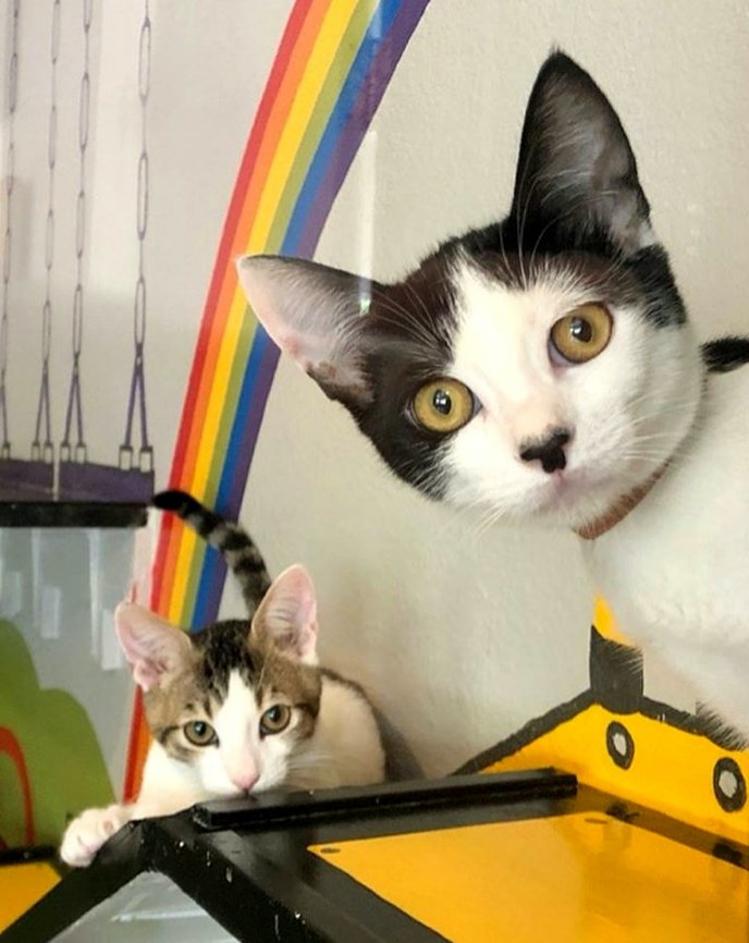 kittybungalow's tweet photo. Sweet faces in need of good homes! 🌈 @NBC4 & @Telemundo #ClearTheShelters is Aug 17 but we’re celebrating #allmonthlong w/ $20 adoptions. Visit https://t.co/FJoSaVeqCd to view adoption ready students, fill out an application & make an appointment or walk-in at Charter School! https://t.co/4qTTIBdYka